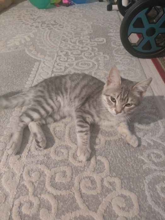 Продается шотландски котенок