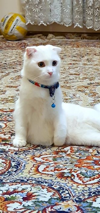 Мушук Скоттиш Фолд (красавчик) сотилади