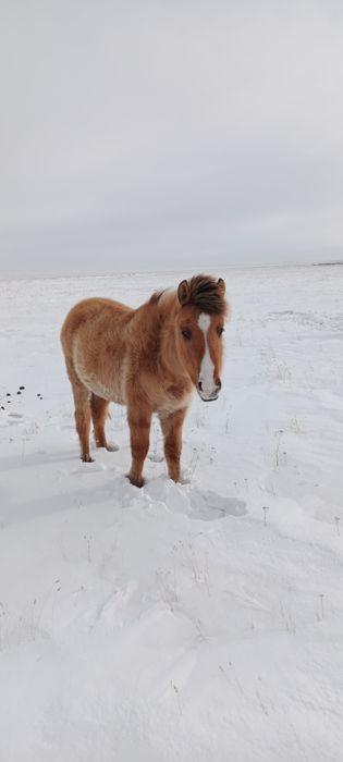 Еркек тай мұғалжар