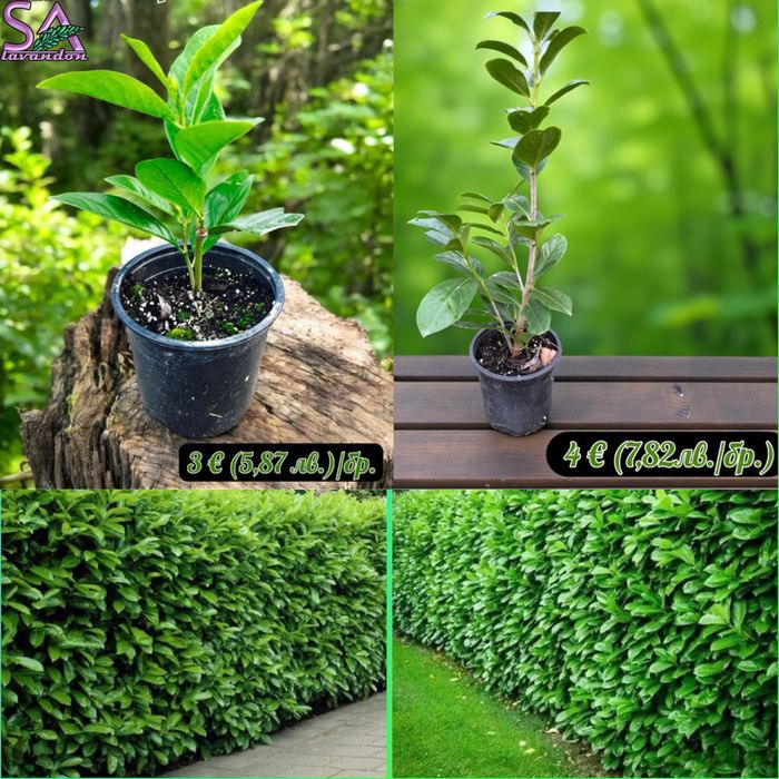 Мурсалски чай-разсад,лавандула,маслодайни рози,лавровишна…