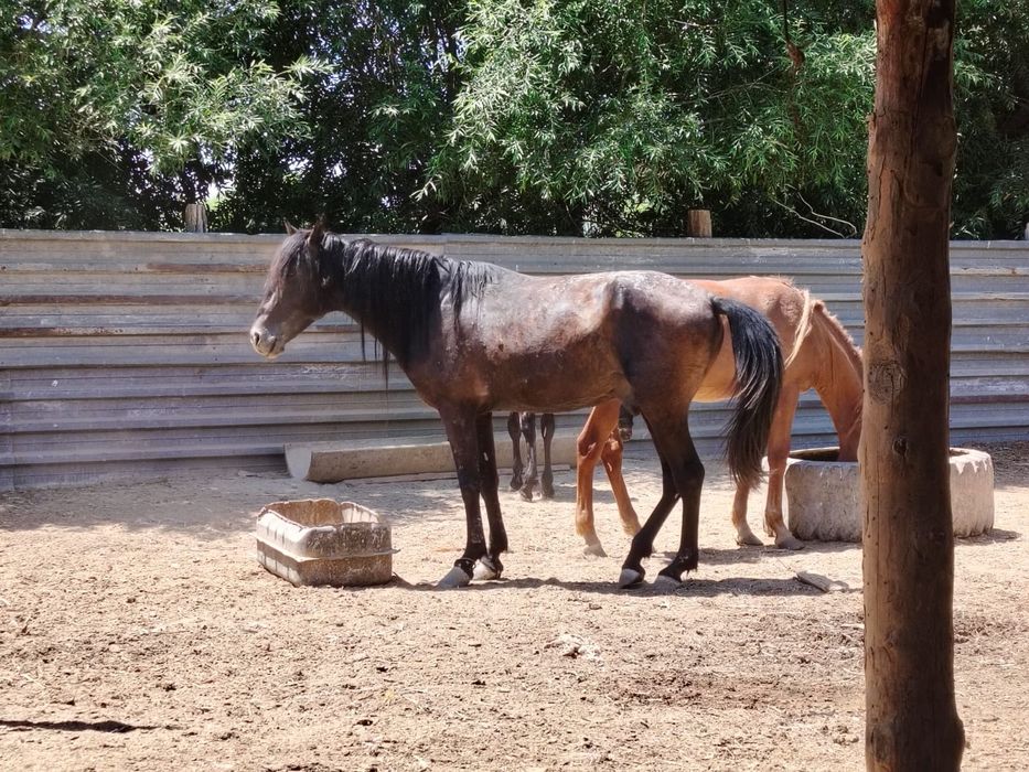 СААТЫЫЛАААДЫ          Айғырлар,  Құнандар