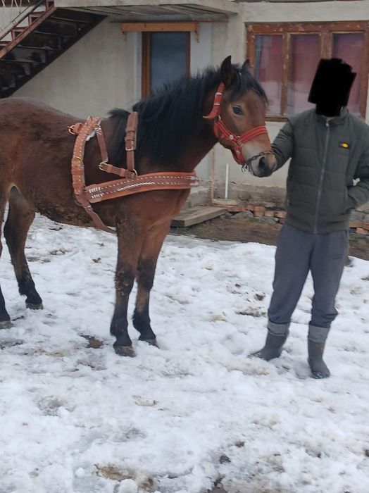 Vând mânz un an jumate