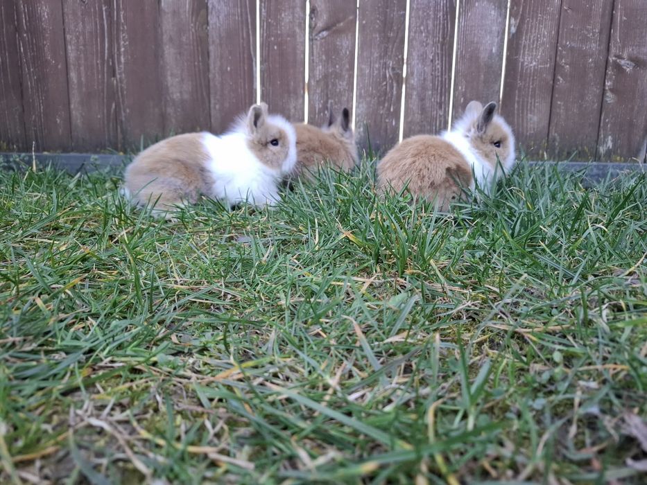 Vând iepuri din rasa cap de leu pitic