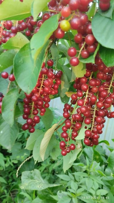 Саженцы красной черемухи