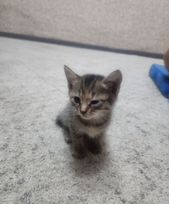 Котёнок отдам срочно