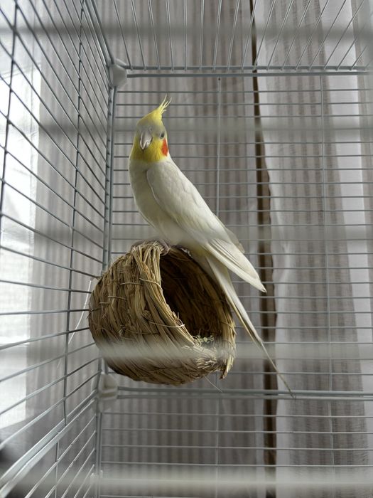 Попугай корелла молодой