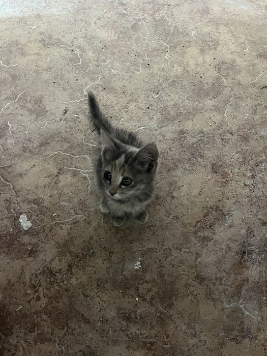 Отдам в добрые руки двух котят