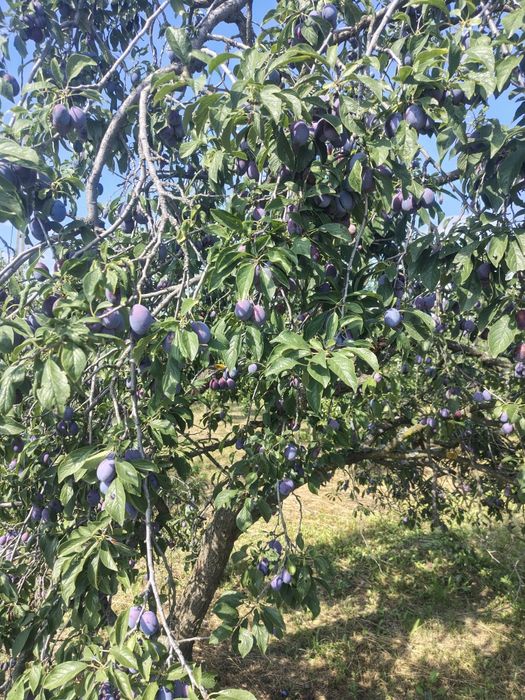 Prune pt țuică..