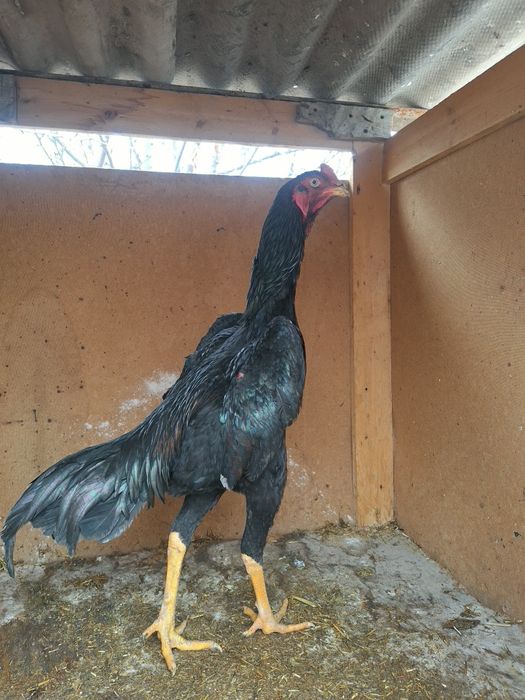 Тозза баданчи грачи жожа сотилади