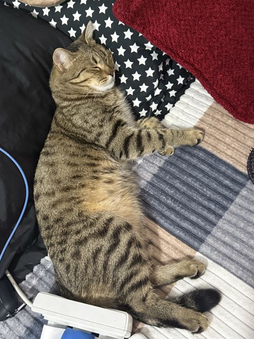 Котик  домашний