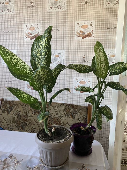 Домашний цветок дифимбафиум