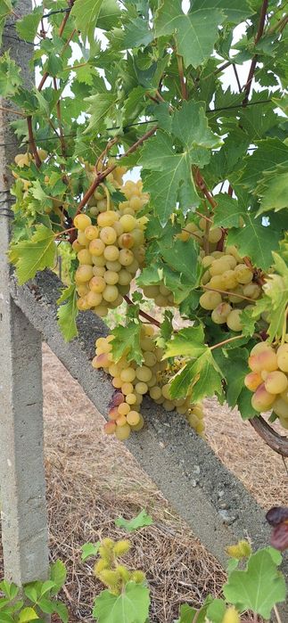 Продавам десертно грозде за ракия