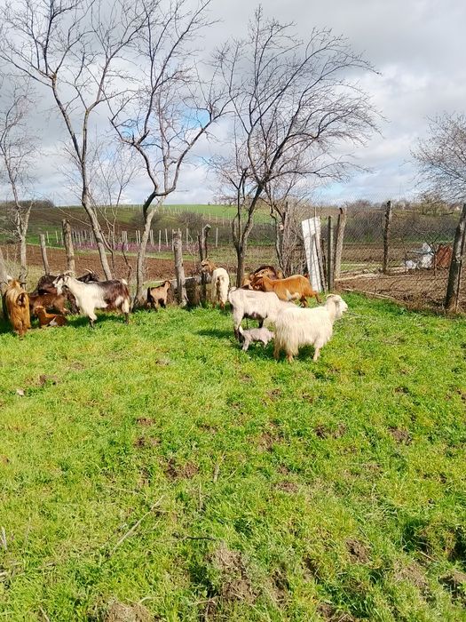 Vind 13 capre mulgatoare