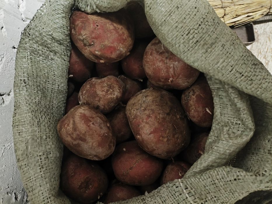 Картошка домашняя