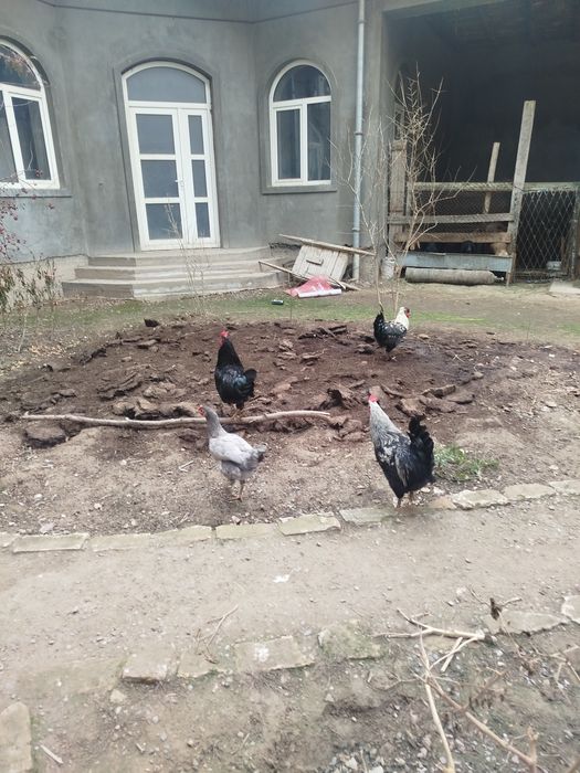 Домашний хурозлар сотилади