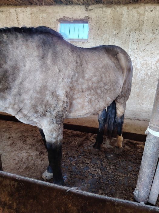 Айғыр 6жасар Айғыр