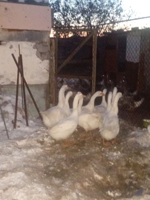 Гуси село Павлодарское