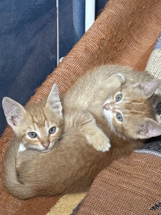 Spre adoptie 2 pisici foarte cuminti si jucause!