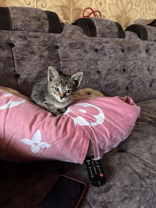 Отдам котенка в хорошие руки