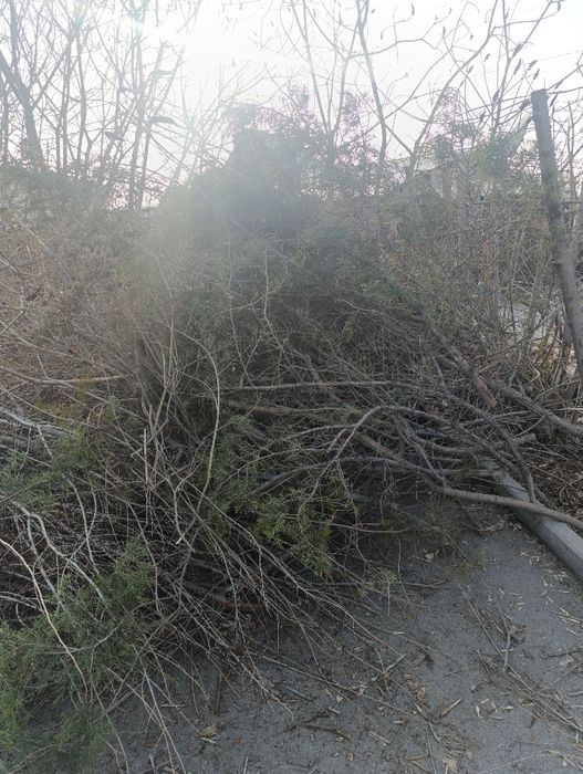 Отдаются бесплатно самовывоз