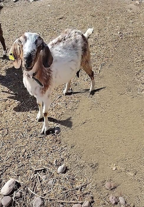 Продам англо-нубийскую козу