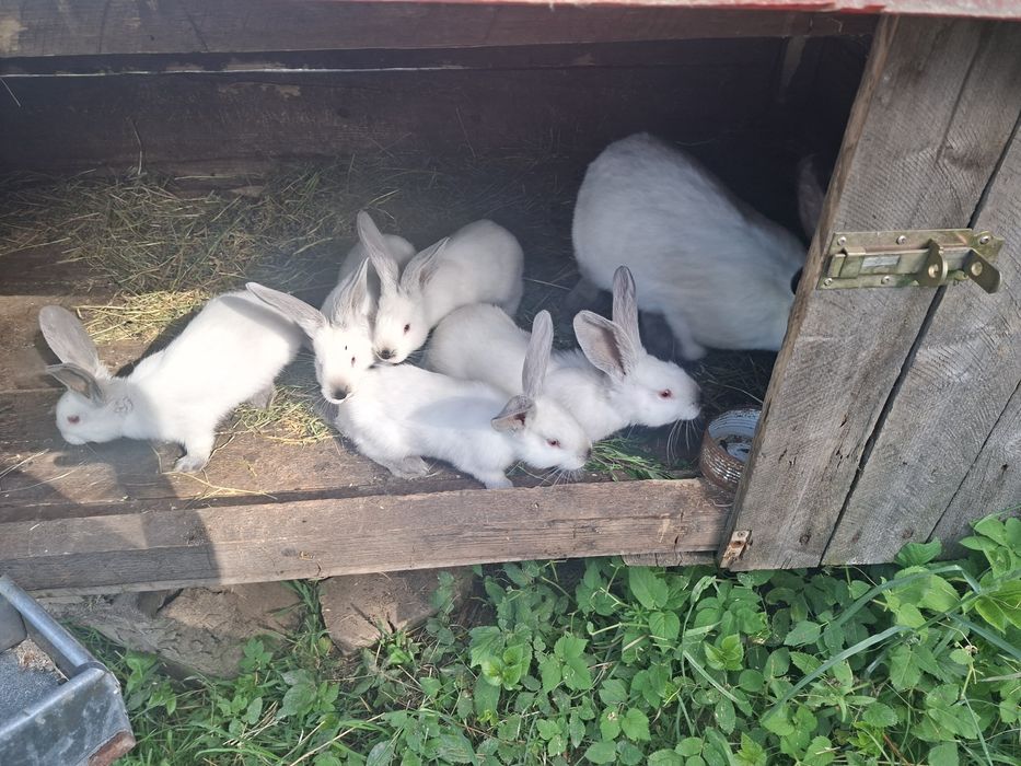 Vand 9 iepuri 6 săptămâni