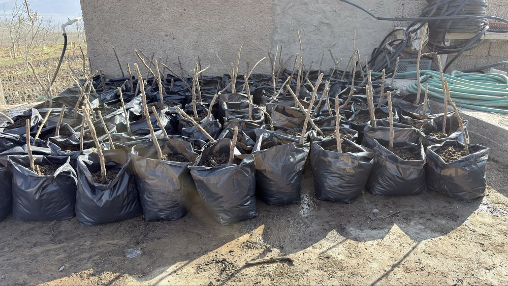 малина кучатлари бор ДЕЛНИВА НАВИ полшадан