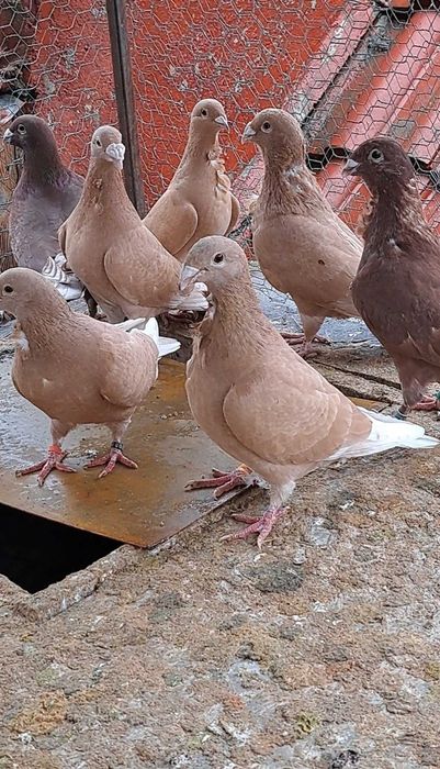 Porumbeii roșii cu floare pui de 2025