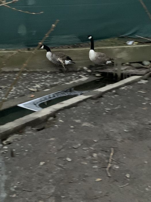 Schimb  mascul gasca canadiana