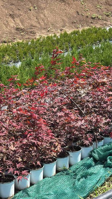 Туя  Смарагд,фастагиата,глобоза,даника, тими тим.