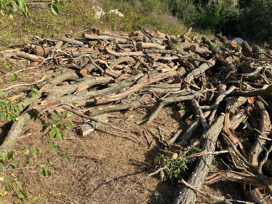 Акация - Дървесина за обработка