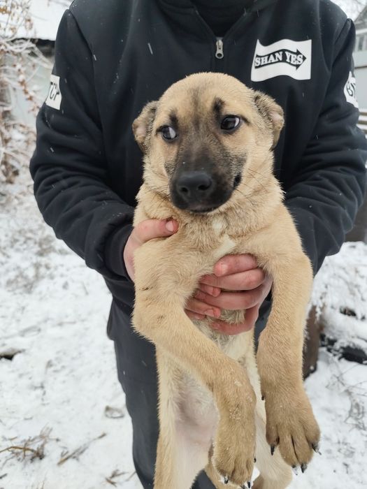 Щенок девочка 3 месяца ищет дом