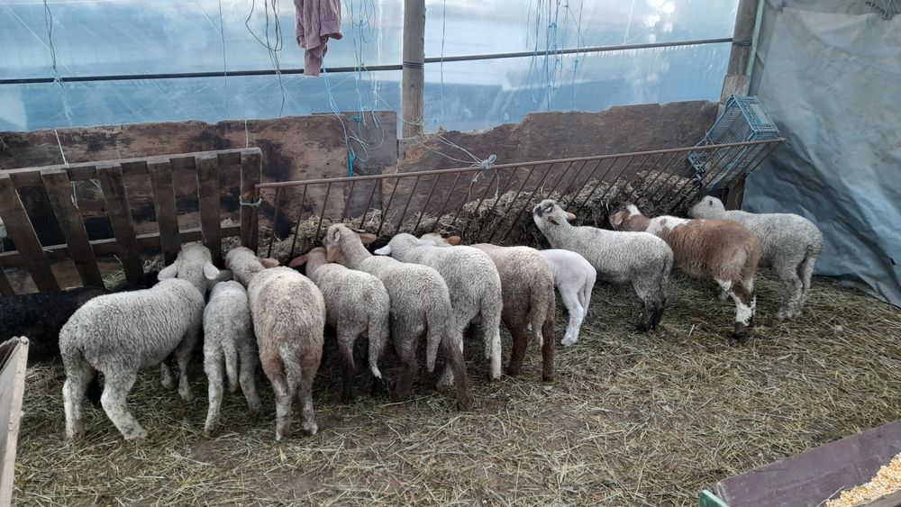 De vanzare miei de paste