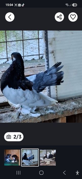 Vand gusati si volga