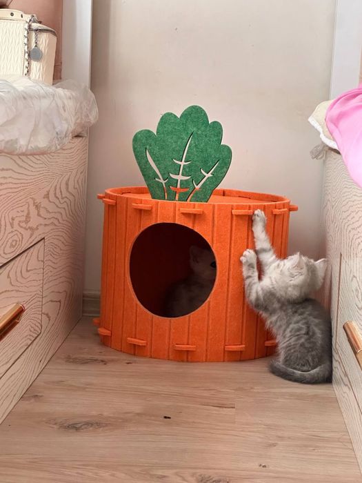 Продается котята породы шиншила