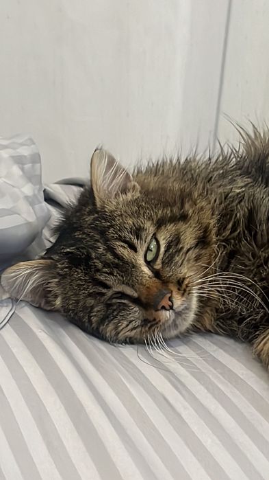 Отдам в хорошие руки