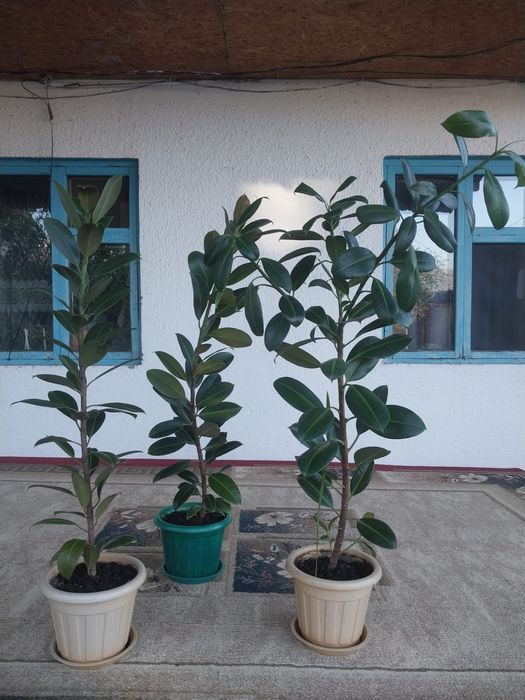 Продам цветы красивые