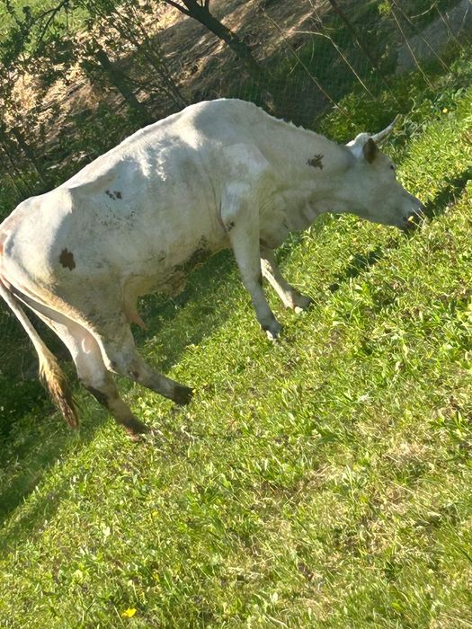 Vaca bălțată 10 -12 litri la zi