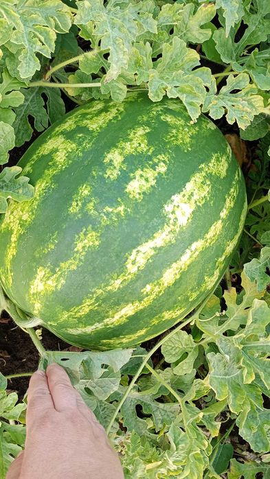 Vând pepeni, foarte gustoși, foarte dulci și foarte aromați!!