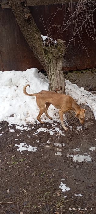 Тазы 10 айлык ургашы