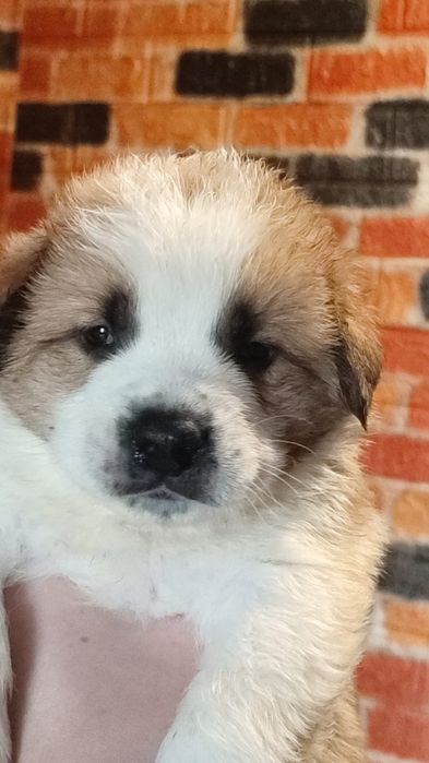 Щенки Московская сторожевая