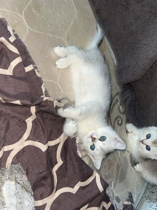 Продам котенка уральск