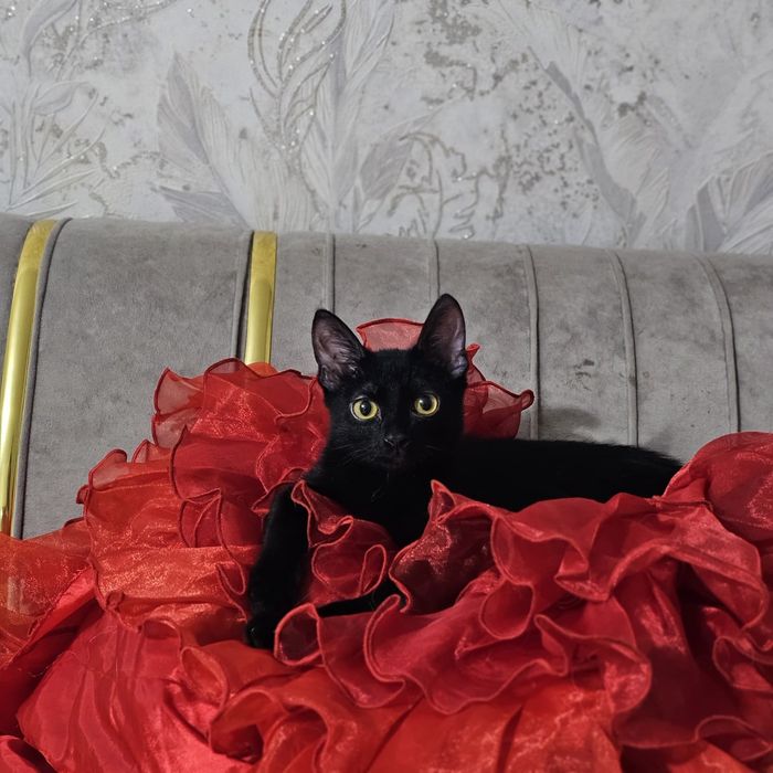 Отдам котят в добрые руки подростки