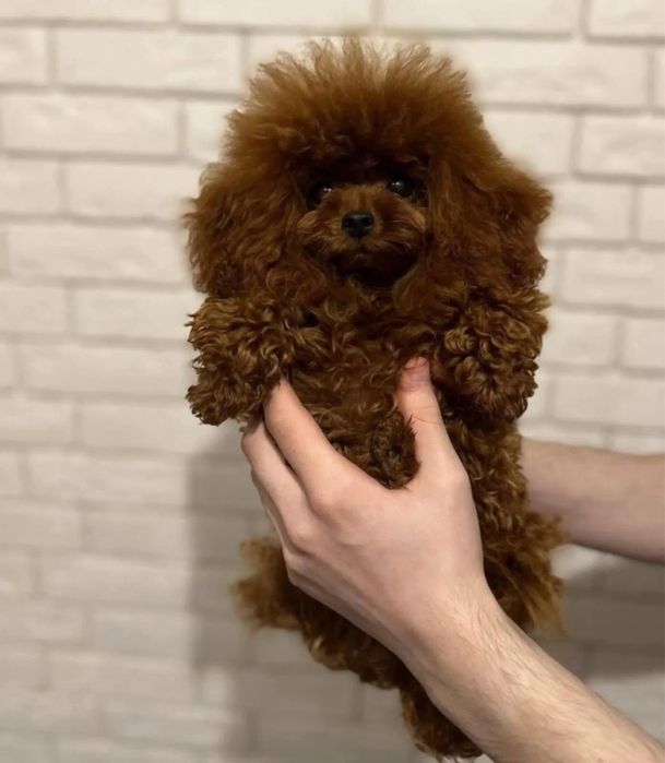 pudel femelă toy fci