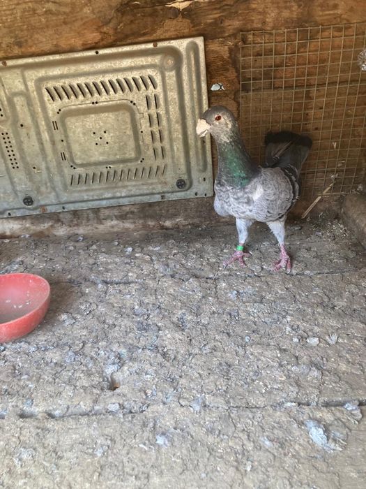 Vand porumbei rasa voiajori germani de frumusete