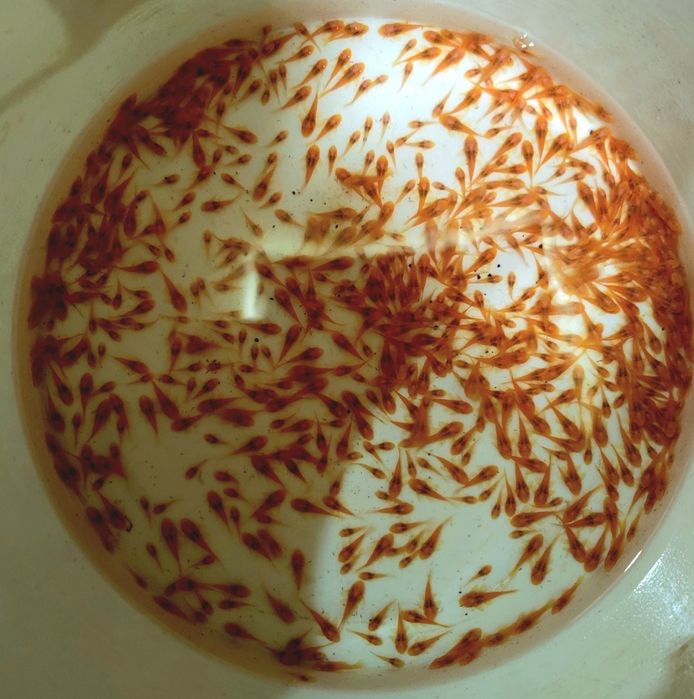 Продам анцитрусы чистильщики