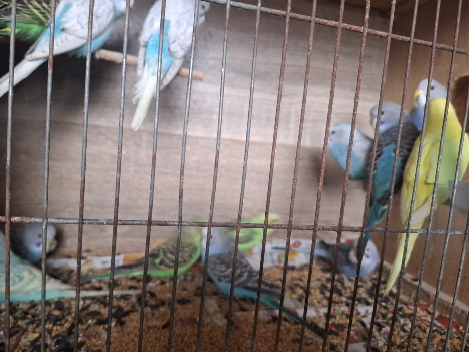 Vând papagali Peruși