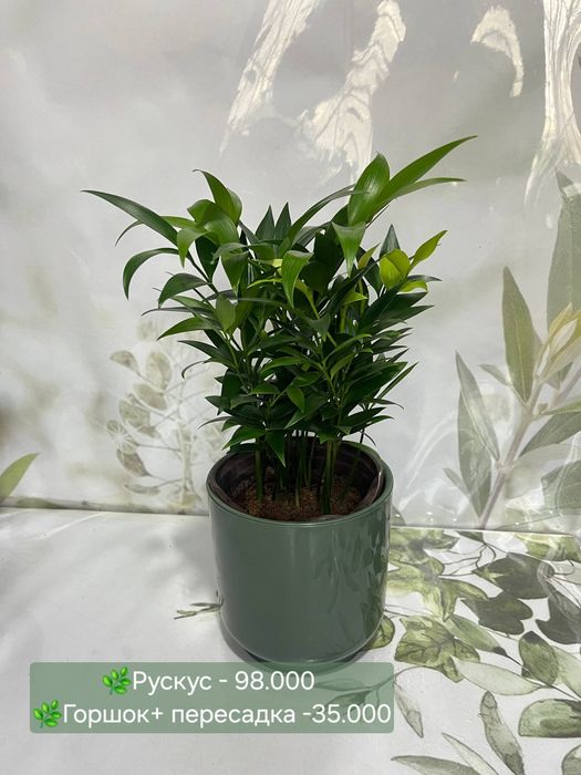 Фитонии и кактусы