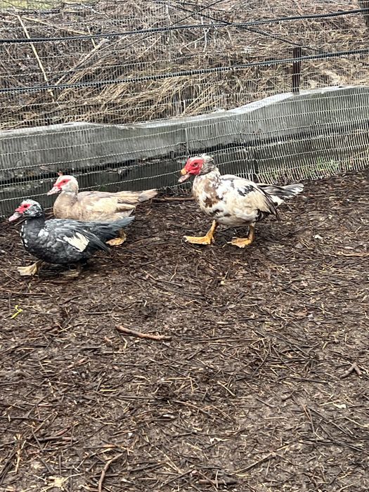 De vanzare rațe leșești