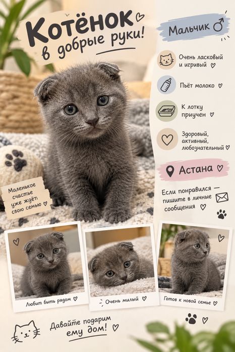 Шотландский котёнок мальчик